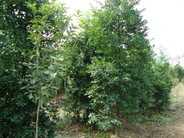 供應(yīng)重陽木批發(fā)價格銷售貨源充足 重陽木苗木基地