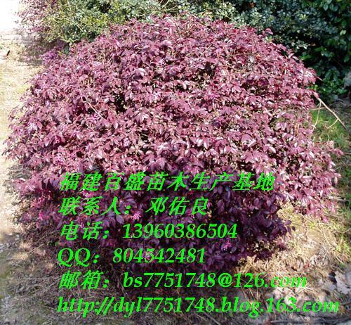 供應(yīng)紅花繼木球