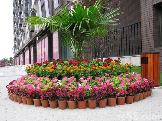 北京花卉租賃圖片/北京花卉租賃樣板圖 (4)