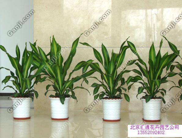 綠蘿圖片/綠蘿樣板圖 (4)