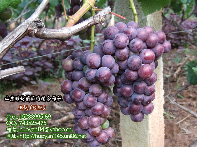 臨朐葡萄優(yōu)質(zhì)套袋大顆粒巨峰