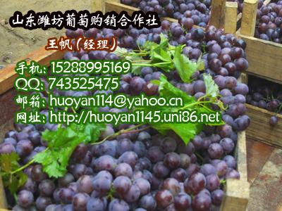 臨朐葡萄優(yōu)質(zhì)套袋大顆粒巨峰