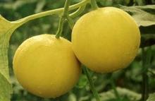 供應久紅瑞甜瓜瑞紅甜瓜