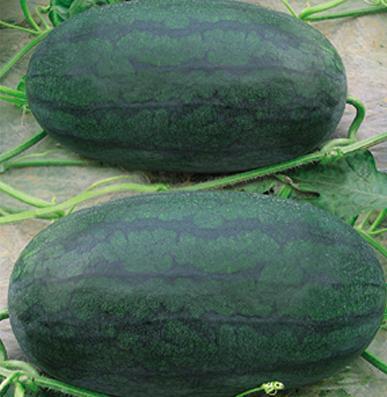 供應重慶西瓜行情湖北西瓜種植基地