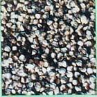 供應(yīng)黑玉米的深加工