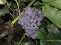 供應(yīng)黑龍江葡萄苗哈爾濱葡萄苗