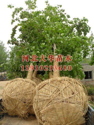 供應(yīng)河南中華金葉榆河南中華金葉榆樹(shù)河南金葉榆價(jià)格河南金葉槐