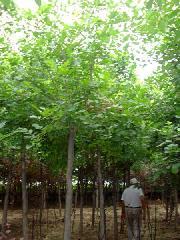 供應(yīng)北京刺槐北京刺槐樹北京洋槐樹北京刺槐價格北京刺槐苗木