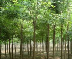 供應(yīng)天津刺槐天津刺槐樹天津洋刺槐天津刺槐苗木天津刺槐價格