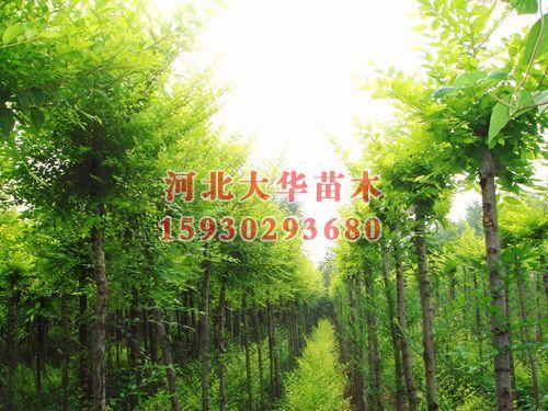 滄州金葉榆滄州金葉榆價格圖片