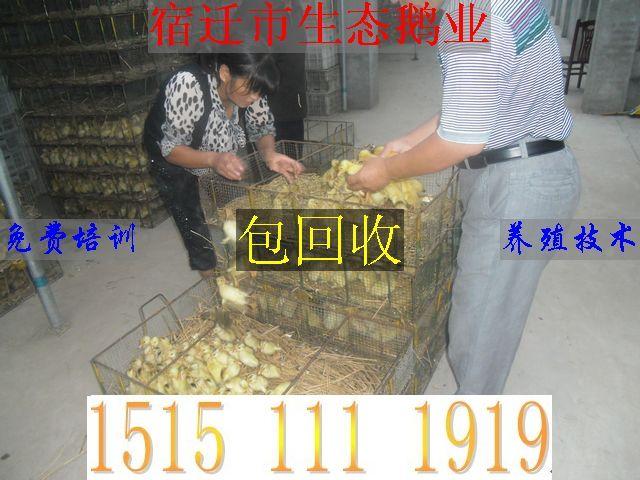 宿迁市山东鹅苗中国鹅苗价格网养鹅厂家