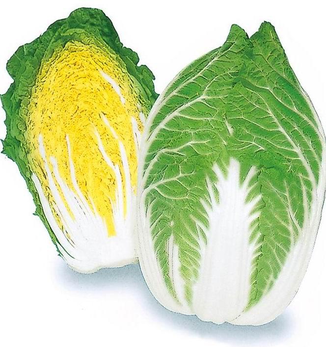 高產(chǎn)大白菜種子大白菜價(jià)格大白菜中農(nóng)天騰專賣
