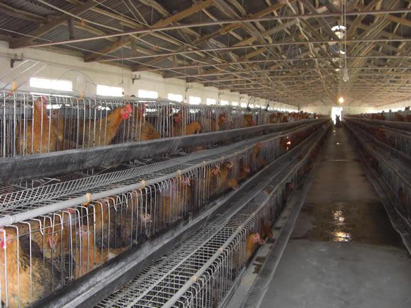 供應(yīng)撫州青腳麻雞苗