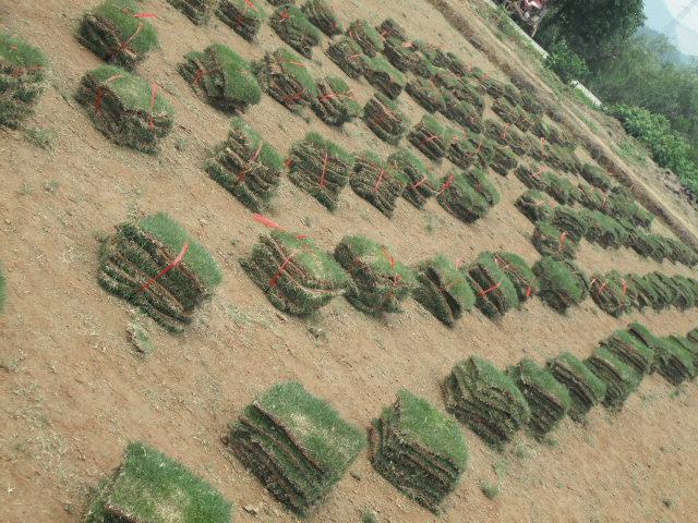 供應(yīng)便宜批發(fā)湖南郴州馬尼拉草皮3元一平