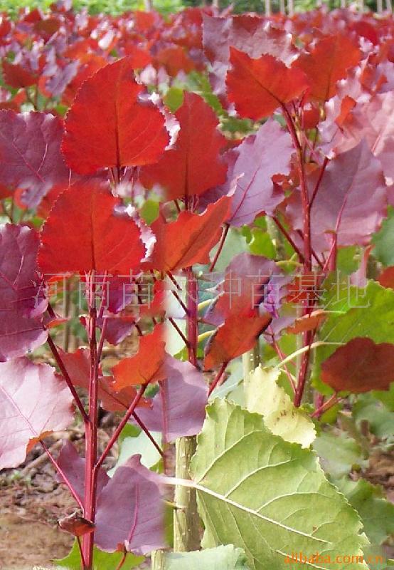 供應米徑1-8公分高度2-4米優(yōu)質(zhì)楊樹苗 西華縣