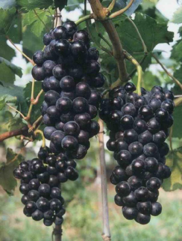 江蘇葡萄苗浙江葡萄苗四川葡萄苗重慶葡萄苗