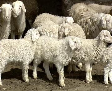 供應(yīng)小尾寒羊*新價格