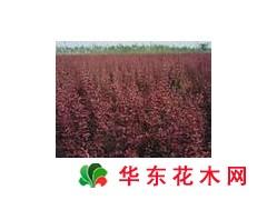 供應(yīng)紫葉矮櫻 紫葉矮櫻價(jià)格 山西紫葉矮櫻批發(fā) 紫葉矮櫻種植基地