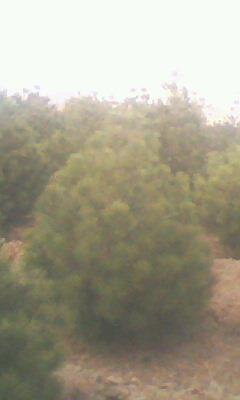 供應(yīng)龍年油松【油松】銷售信息【油松苗】價(jià)格信息【油松樹】求購信息