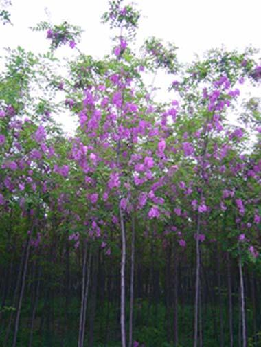 供應(yīng)定桿國槐【胸徑8-12厘米】國槐價格【原生冠國槐】銷售