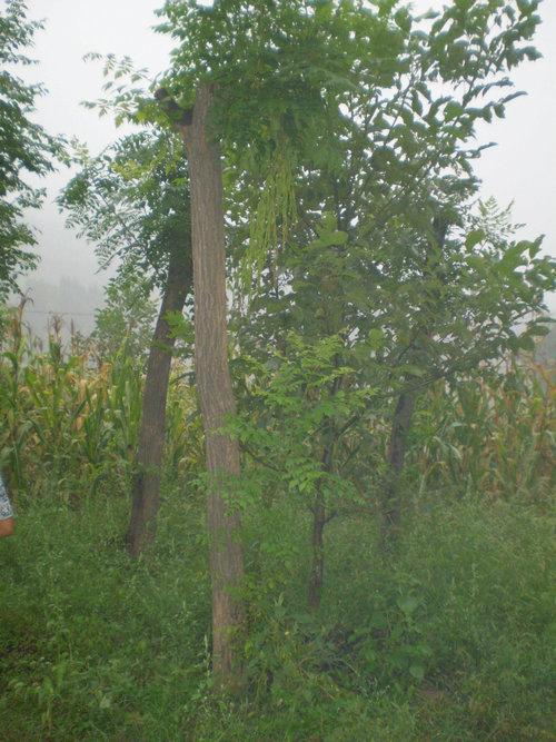 供應(yīng)定桿國槐【胸徑8-12厘米】國槐價格【原生冠國槐】銷售