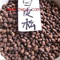 甘肅白皮松種子/白皮松小苗圖片