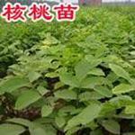 濟源核桃苗批發(fā)基地圖片
