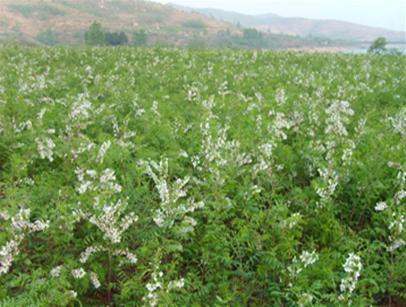 中華文冠果網(wǎng)/文冠果/文冠果苗木圖片