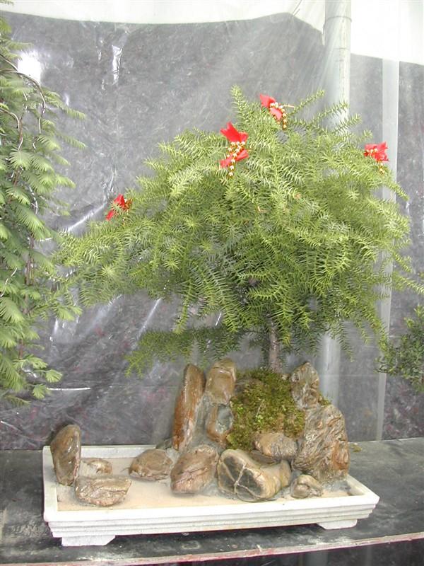 供應(yīng)青島哪有賣好盆景的