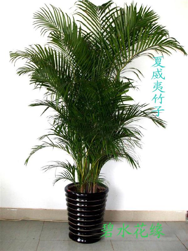 青島哪有租綠植的圖片