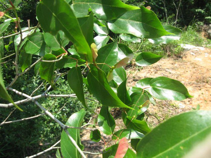 彩葉樹種飛蛾槭種子圖片