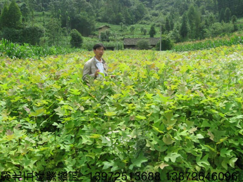 供應(yīng)鵝掌楸種苗