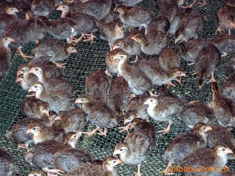 珍珠雞種苗圖片/珍珠雞種苗樣板圖 (2)