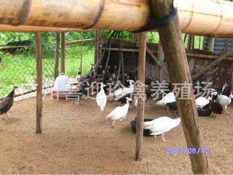 供應喜迎珍禽供應優(yōu)質中山*苗