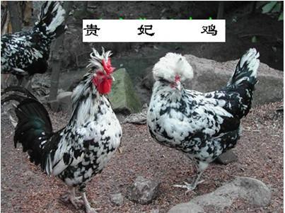 清遠(yuǎn)貴妃雞苗圖片/清遠(yuǎn)貴妃雞苗樣板圖 (2)