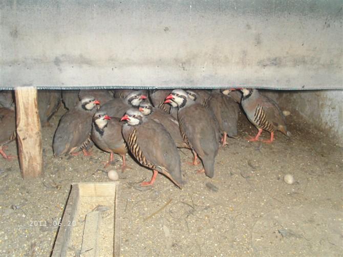 供應(yīng)鷓鴣苗批發(fā)