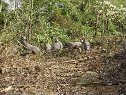 成活率最高的甘肅珍珠雞種苗圖片