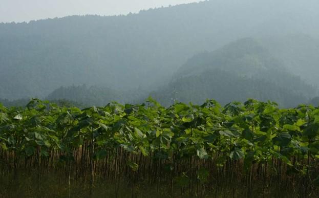 臨沂泡桐苗價格圖片