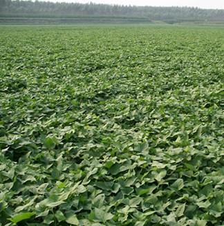 供應(yīng)泡桐苗種植技術(shù)