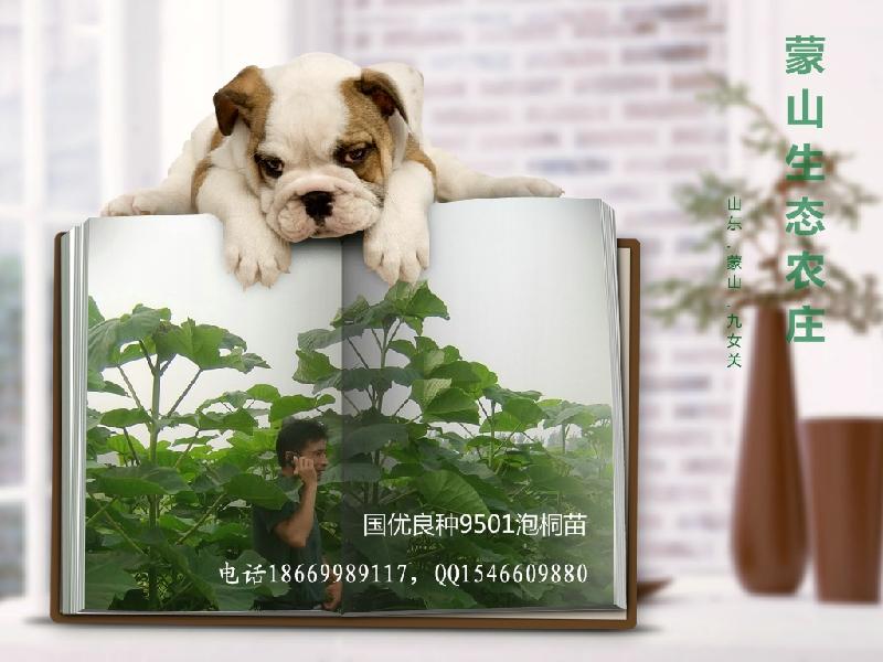 供應(yīng)山東臨沂泡桐9501種根種苗