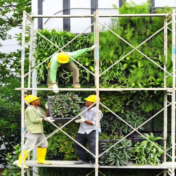 垂直綠化植物墻在云南昆明