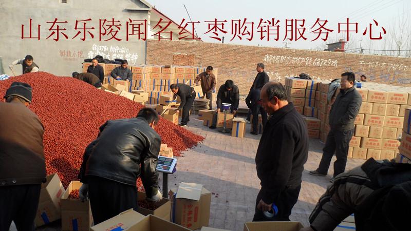 大量供應(yīng)紅棗提取液用棗（金絲小棗)