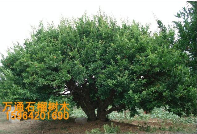 供應(yīng)石榴樹石榴苗石榴
