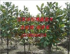 供應(yīng)山東銀杏