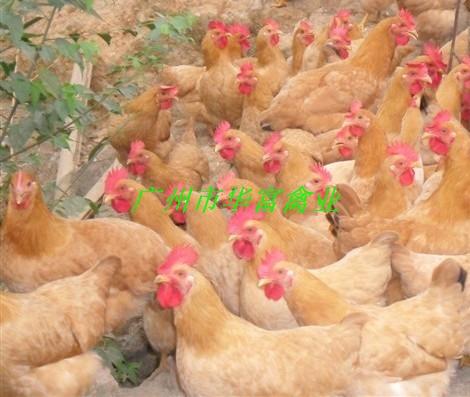 土一雞苗銷售圖片