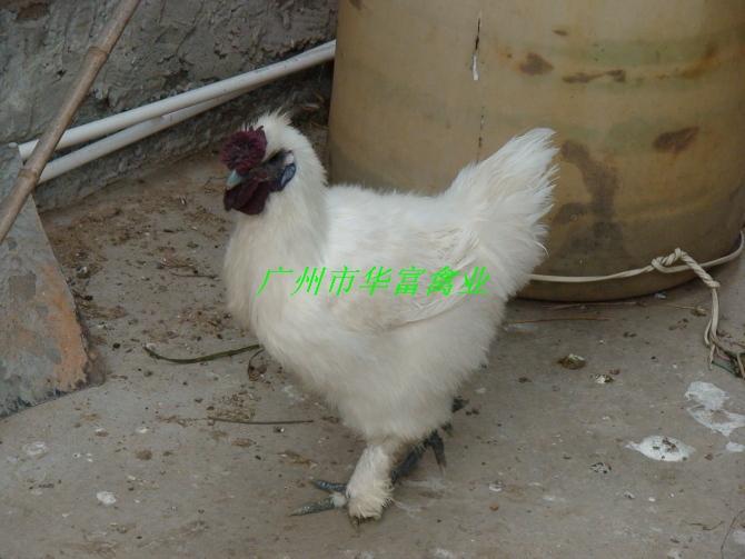 供應(yīng)泰和烏雞苗