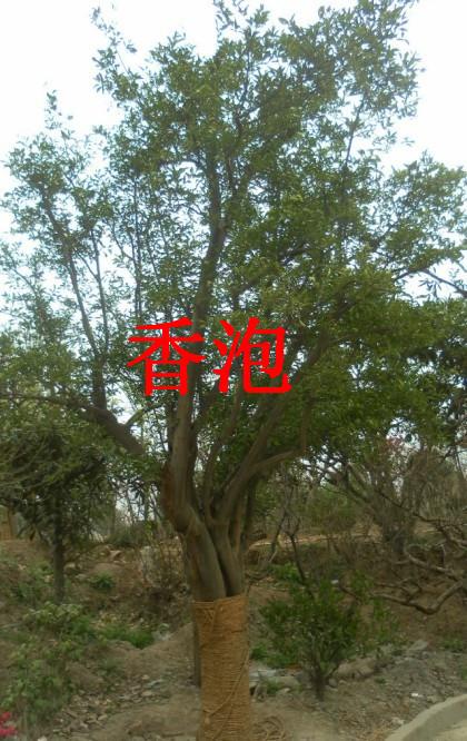 供應(yīng)南京果樹苗點