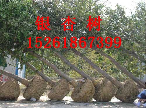 郯城銀杏樹苗價(jià)格圖片