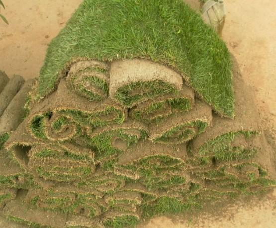 南京別墅綠化首選圖片