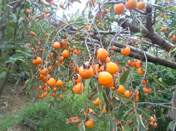 南京果樹苗種植園圖片